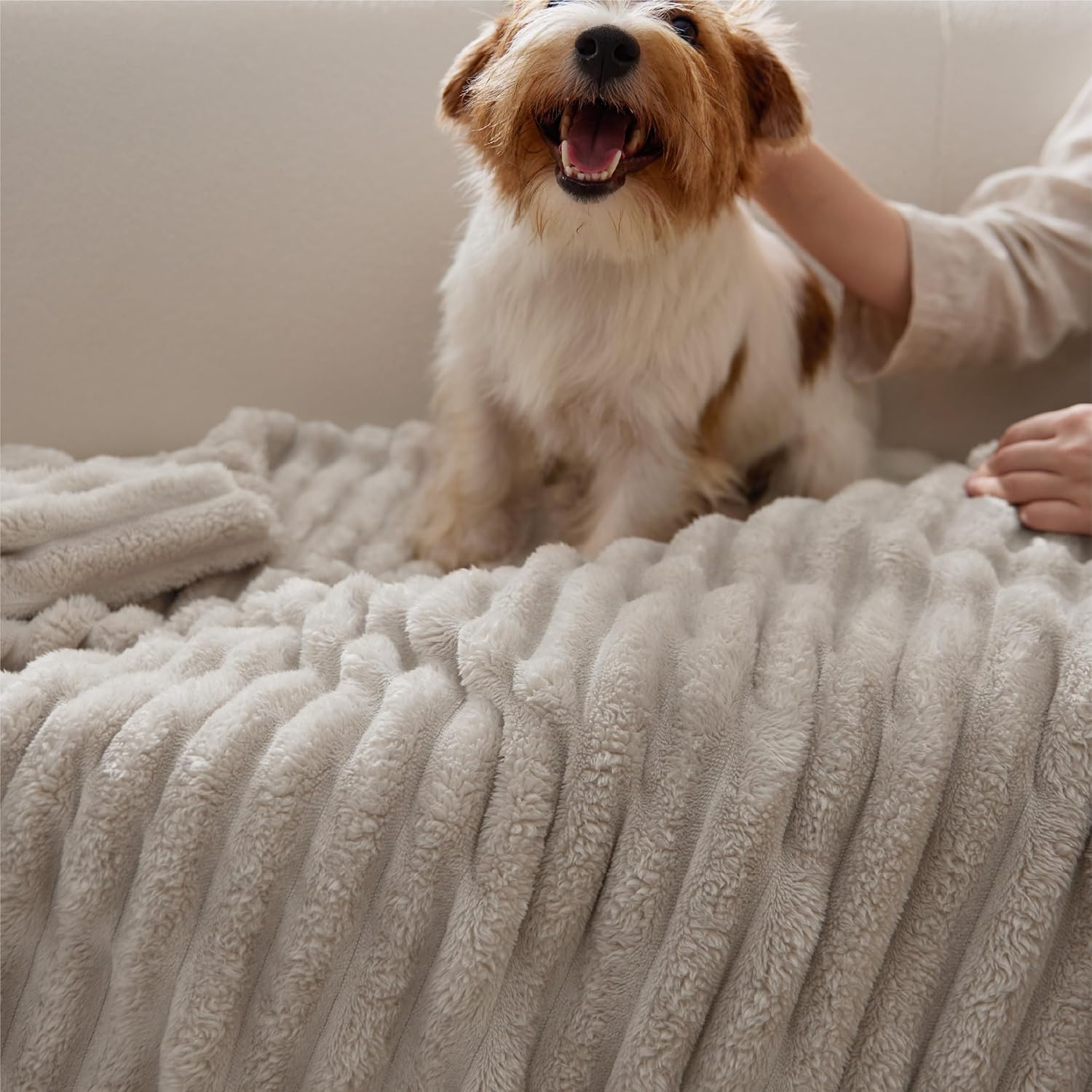 Dog sitting on a fluffy beige blanket with a person petting it
